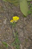 Narrow-leaved Sundrops, Oenothera fruticosa