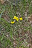 Narrow-leaved Sundrops, Oenothera fruticosa