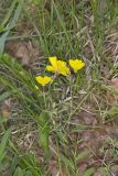 Narrow-leaved Sundrops, Oenothera fruticosa