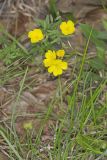 Narrow-leaved Sundrops, Oenothera fruticosa