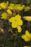Narrow-leaved Sundrops, Oenothera fruticosa