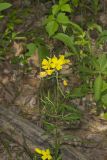 Narrow-leaved Sundrops, Oenothera fruticosa