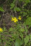 Narrow-leaved Sundrops, Oenothera fruticosa