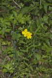 Narrow-leaved Sundrops, Oenothera fruticosa