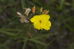 Onagraceae, Evening Primrose Family