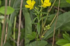Narrow-leaved Sundrops, Oenothera fruticosa