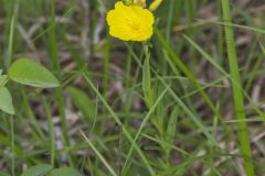 Narrow-leaved Sundrops, Oenothera fruticosa