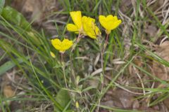 Narrow-leaved Sundrops, Oenothera fruticosa