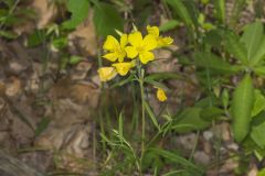 Narrow-leaved Sundrops, Oenothera fruticosa