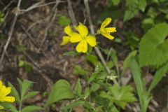 Narrow-leaved Sundrops, Oenothera fruticosa Narrow-leaved Sundrops, Oenothera fruticosa