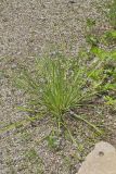 Narrowleaf blue-eyed Grass, Sisyrinchium angustifolium