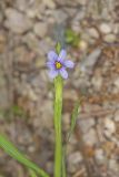 Narrowleaf blue-eyed Grass, Sisyrinchium angustifolium