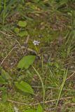 Narrowleaf blue-eyed Grass, Sisyrinchium angustifolium