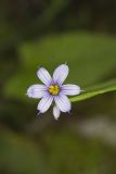 Narrowleaf blue-eyed Grass, Sisyrinchium angustifolium