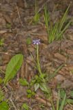 Narrowleaf blue-eyed Grass, Sisyrinchium angustifolium