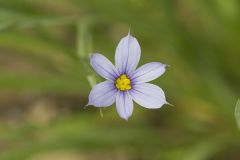 Narrowleaf blue-eyed Grass, Sisyrinchium angustifolium