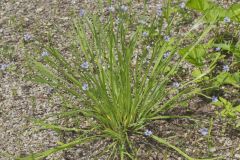 Narrowleaf Blue-eyed Grass, Sisyrinchium angustifolium