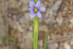 Narrowleaf Blue-eyed Grass, Sisyrinchium angustifolium