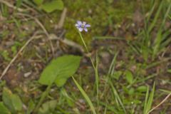 Narrowleaf Blue-eyed Grass, Sisyrinchium angustifolium