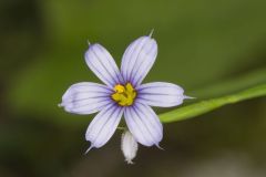 Narrowleaf Blue-eyed Grass, Sisyrinchium angustifolium