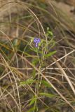 Narrowleaf Bluecurls, Trichostema setaceum