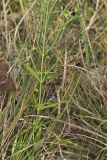 Narrowleaf Bluecurls, Trichostema setaceum