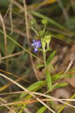 Narrowleaf Bluecurls, Trichostema setaceum