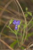 Narrowleaf Bluecurls, Trichostema setaceum