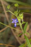 Narrowleaf Bluecurls, Trichostema setaceum