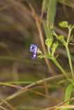 Narrowleaf Bluecurls, Trichostema setaceum