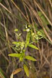 Narrowleaf Bluecurls, Trichostema setaceum