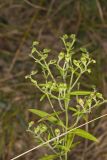 Narrowleaf Bluecurls, Trichostema setaceum