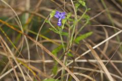 Narrowleaf Bluecurls, Trichostema setaceum