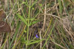 Narrowleaf Bluecurls, Trichostema setaceum