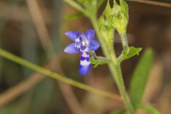 Narrowleaf Bluecurls, Trichostema setaceum