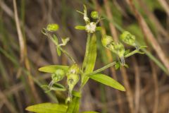 Narrowleaf Bluecurls, Trichostema setaceum
