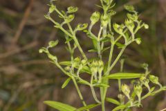 Narrowleaf Bluecurls, Trichostema setaceum
