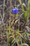 Narrowleaf Gentian, Gentiana linearis
