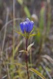 Narrowleaf Gentian, Gentiana linearis