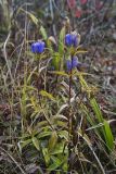 Narrowleaf Gentian, Gentiana linearis
