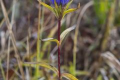 Narrowleaf Gentian, Gentiana linearis