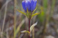 Narrowleaf Gentian, Gentiana linearis