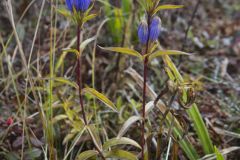 Narrowleaf Gentian, Gentiana linearis