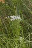 Narrowleaf Mountainmint, Pycnanthemum tenuifolium