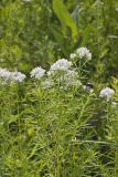 Narrowleaf Mountainmint, Pycnanthemum tenuifolium