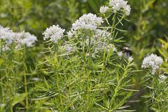 Narrowleaf Mountainmint