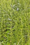 Narrowleaf Mountainmint, Pycnanthemum tenuifolium