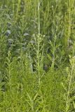 Narrowleaf Mountainmint, Pycnanthemum tenuifolium