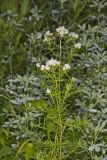 Narrowleaf Mountainmint, Pycnanthemum tenuifolium