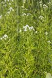 Narrowleaf Mountainmint, Pycnanthemum tenuifolium